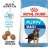 Royal Canin Maxi Puppy (16 KG) - Dry food for large dogs - Adult weight from 26 to 44 KG. From 2 to 15 months
