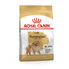 Pomeranian Dog 1.5KG
