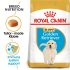 Royal Canin Golden Retriever Puppy (17KG) - Dry food for puppies up to 15 months